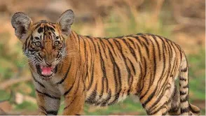 Ranthambore National Park